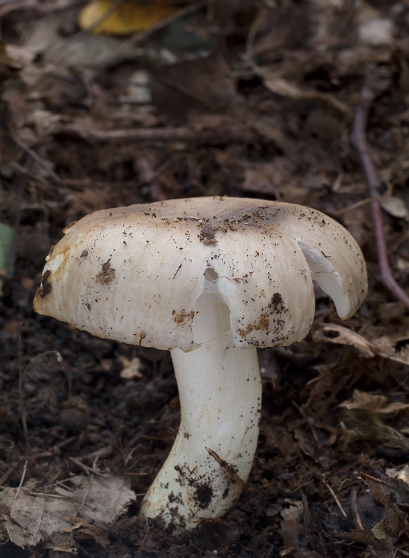 Russula insignis